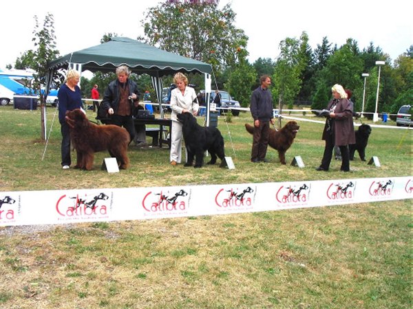 Pořadí mezitřída psi Pořadí mezitřída psi